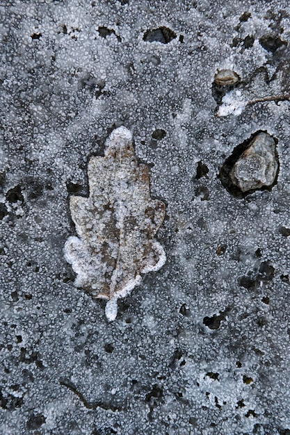 Fallen leaf on the frozen ground