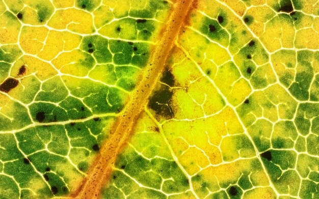 Photo fallen leaf parts of it colored yellow orange and dark brown spots microscope detail image width 9mm