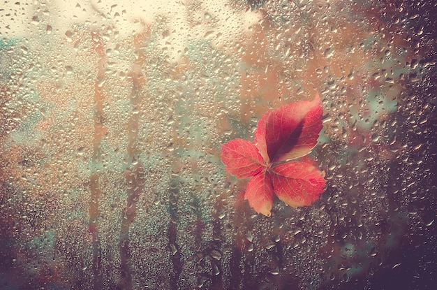 Fallen leaf stuck to the window that gets wet from rain drops.\
warm look out the window fo