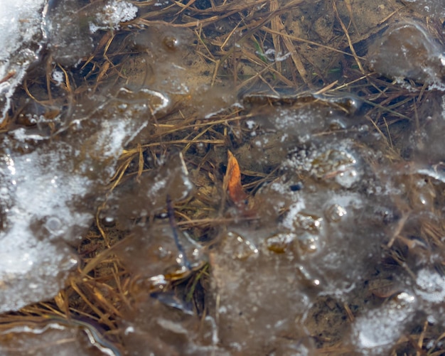 Photo fallen leaf underwater