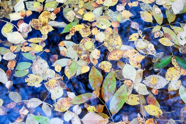 fallen leaves autumn abstract background, yellow leaves, october in the park, seasonal design