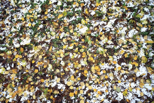 опавшие листья осенью абстрактный фон, желтые листья, октябрь в парке, сезонный дизайн
