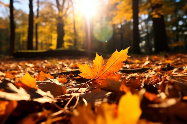 fallen leaves in autumn forest at sunny weather