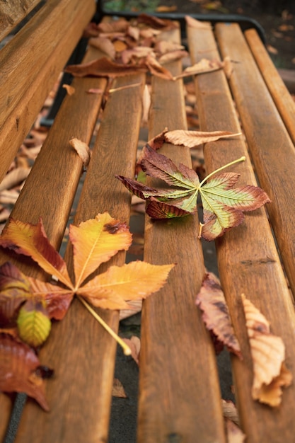 Fallen leaves in an autumn park in sunny weather