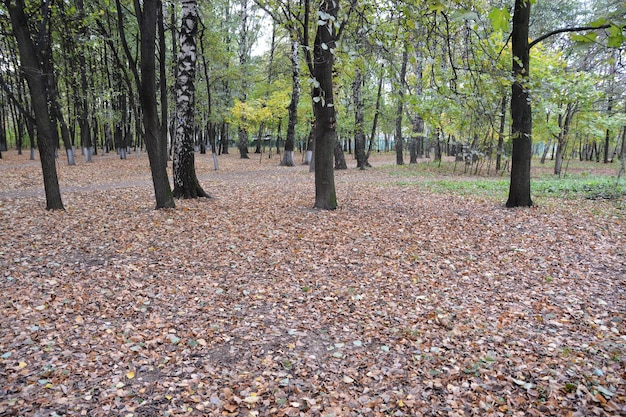 Fallen leaves in autumn Park