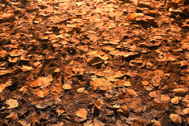 Photo fallen leaves background / autumn background yellow leaves fallen from a tree