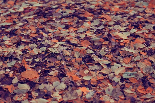 fallen leaves background / autumn background yellow leaves fallen from a tree