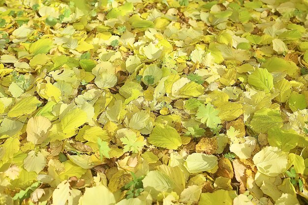 Fallen leaves background / autumn background yellow leaves
fallen from a tree