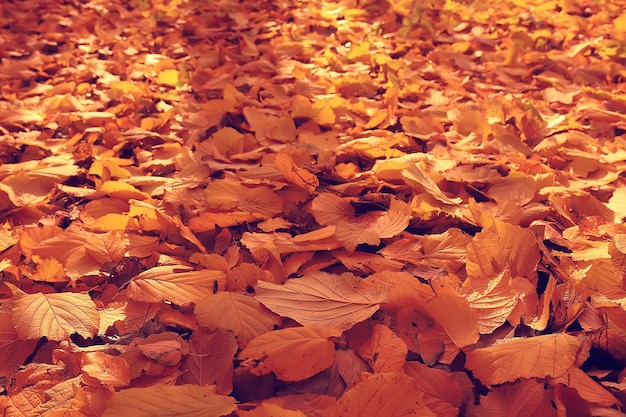落ち葉の背景/秋の背景黄色の葉が木から落ちた