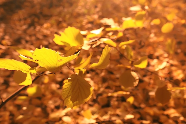 낙엽 배경 / 가을 배경 나무에서 떨어진 노란 잎