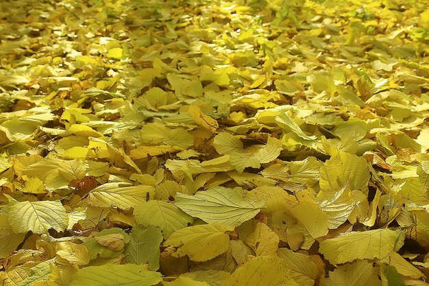 Fallen leaves background / autumn background yellow leaves
fallen from a tree