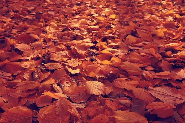 fallen leaves background / autumn background yellow leaves fallen from a tree