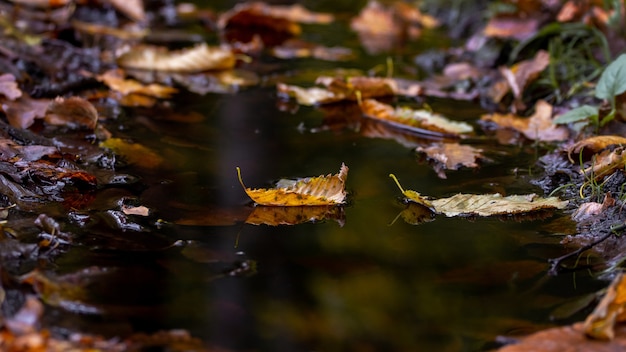 어두운 웅덩이 물에 떨어진 낙엽, 가을 모티브