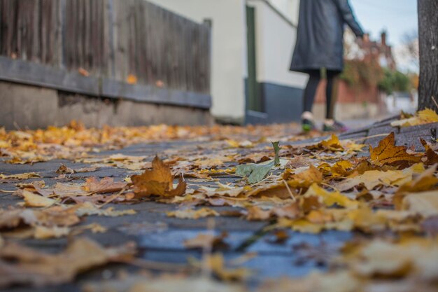 Fallen leaves on footpath