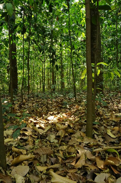 Fallen leaves in forest