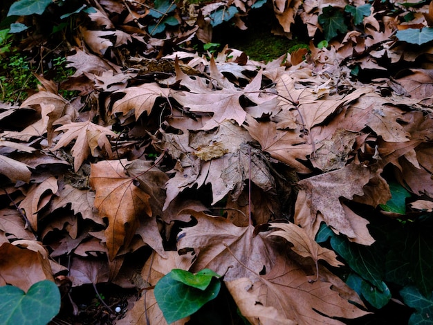 Photo fallen leaves in the forest