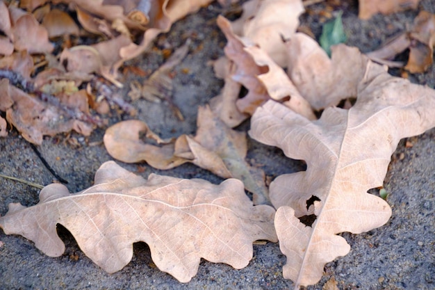 Foglie cadute dalla quercia all'inizio dell'autunno