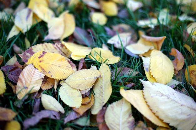 Fallen leaves from trees autumn leaves on green grass