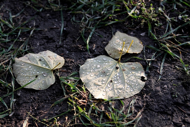 Опавшие листья на земле осенний дождь мокрая листва