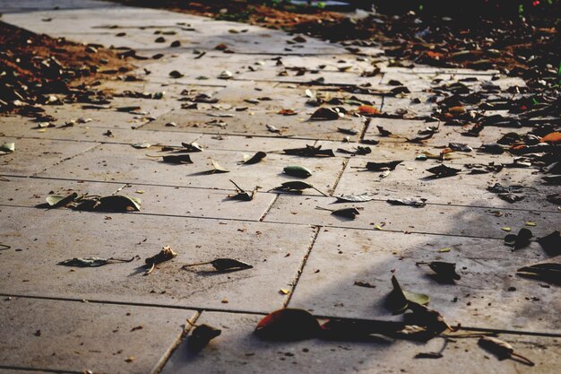 Photo fallen leaves on ground