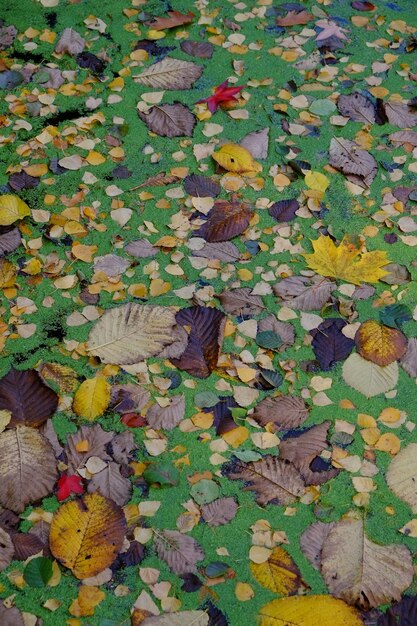 Fallen leaves on ground