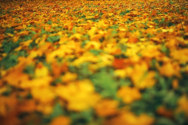 Fallen leaves lie on the ground