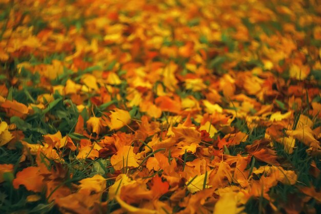 Fallen leaves lie on the ground