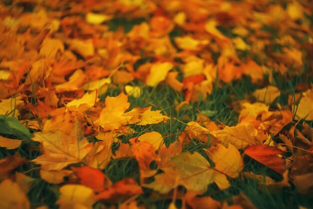 Fallen leaves lie on the ground