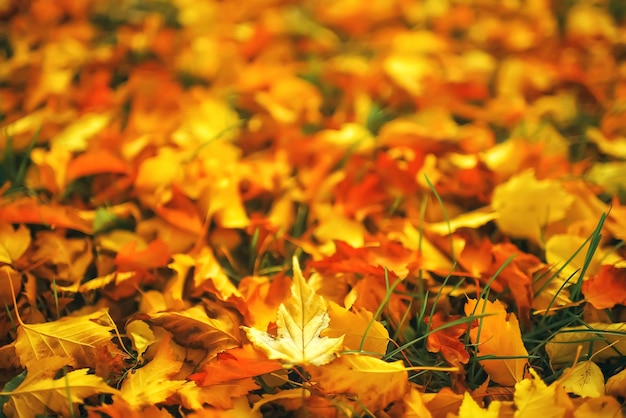 Fallen leaves lie on the ground