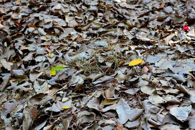 Photo fallen leaves for made into compost