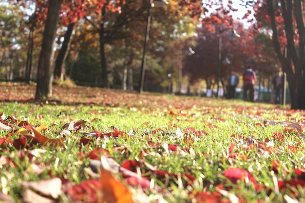 사진 가을 에 공원 의 잔디 에 쓰러진 잎 들