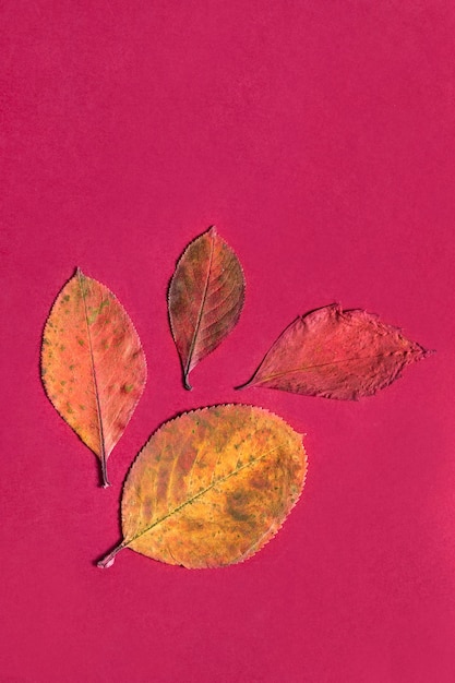 Fallen leaves on pink