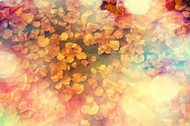 fallen leaves seasonal abstract background