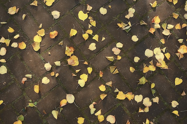 fallen leaves seasonal abstract background