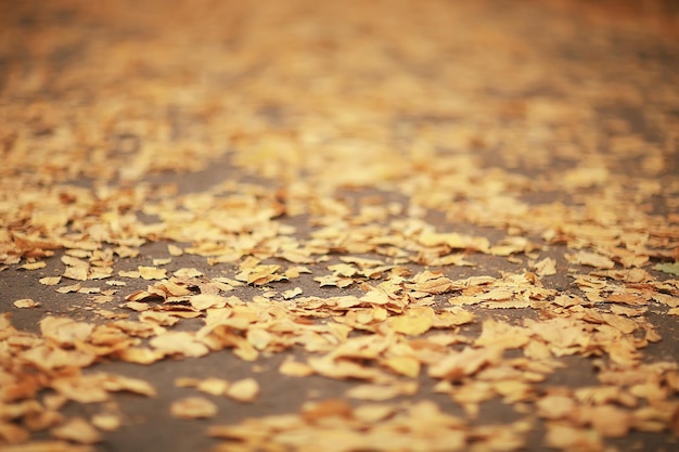 fallen leaves seasonal abstract background