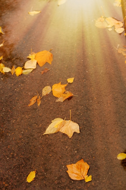 Fallen leaves of trees