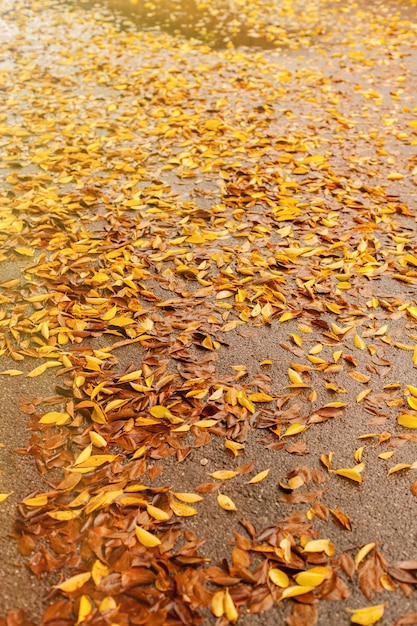 Fallen leaves of trees