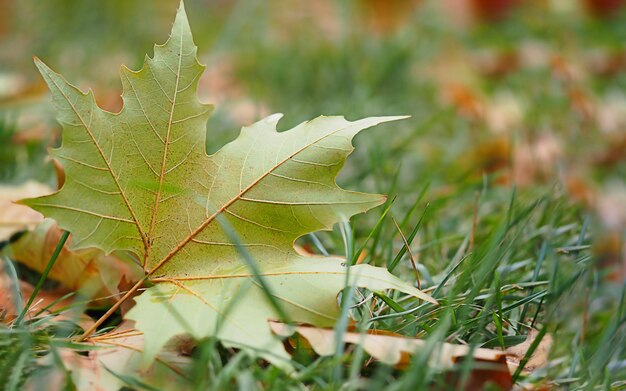 Fallen maple autumn leaf on green grass, horizontal image with blurred background