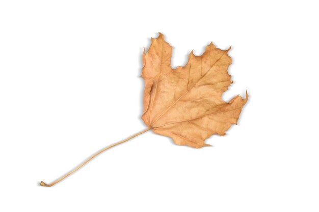 Photo fallen maple leaf in autumn isolated on white background with clipping path