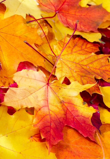 fallen maple multi-coloured leaves...