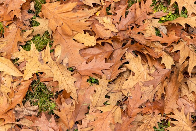 Fallen oak foliage in the autumn season