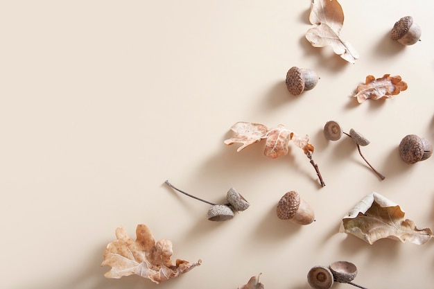 Fallen oak leaves, acorns and acorn caps on a beige background. Autumn monochrome pattern with copy space