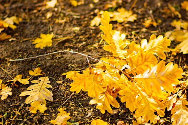 선택적 포커스가있는 타락한 오크 잎. 땅에 마른 오크 잎. 가을 숲 배경. 공간 복사