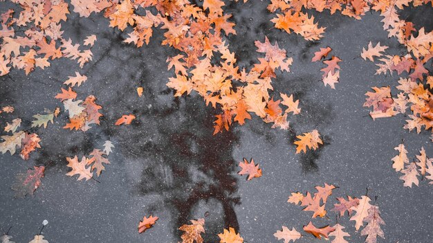 사진 은 아스팔트 위에 놓인 오렌지색 오크 잎