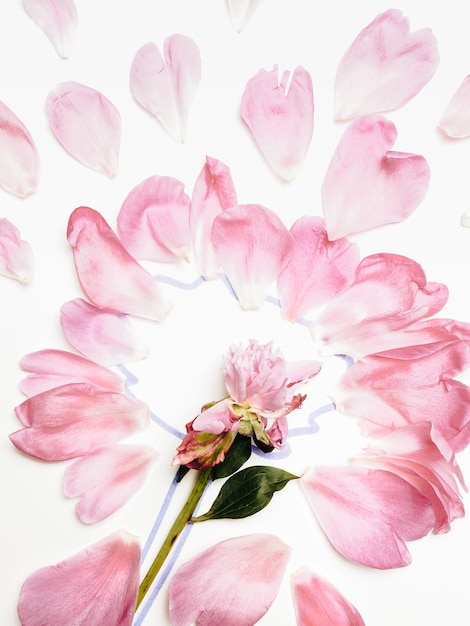 Fallen peony petals on a pink background