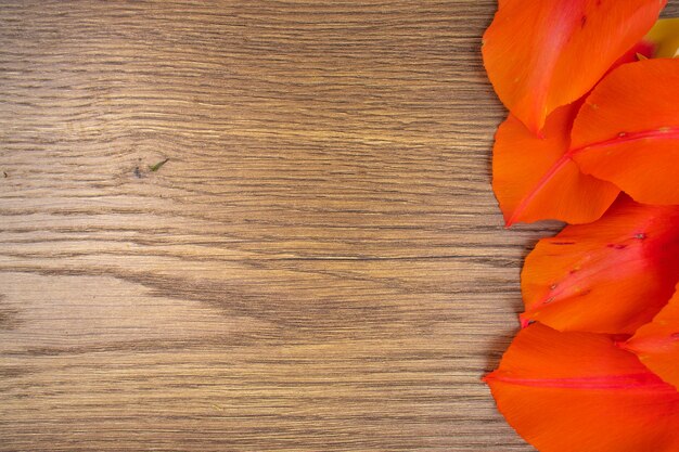 Fallen petals of a red tulip on a wooden background