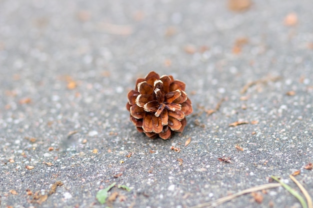 A fallen pine cone is lying on the asphalt