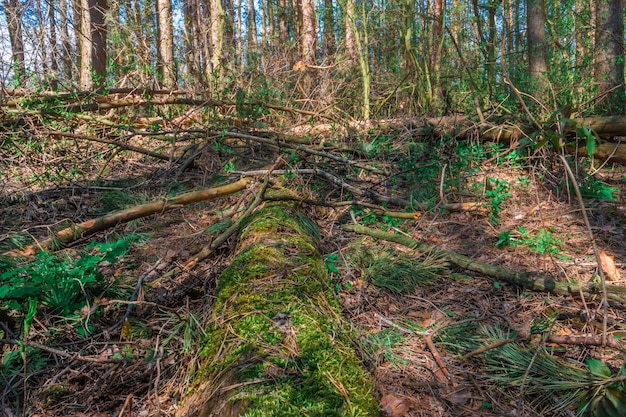 Fallen pine trees on the forests floor, slowly decaying and returning to the circle of life