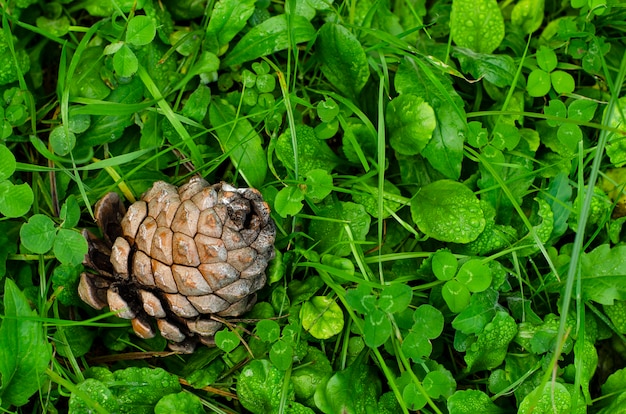 Fallen pinecone in natural environment on green grass.