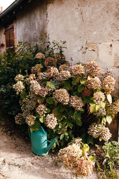 Fallen pink hydrangea flower heads in the autumn near old house. Garden watering can.